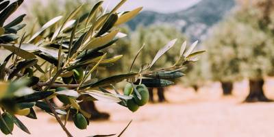 Olivenanbau Andalusien